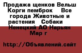 Продажа щенков Вельш Корги пемброк  - Все города Животные и растения » Собаки   . Ненецкий АО,Нарьян-Мар г.